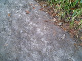 溶け残った雪
