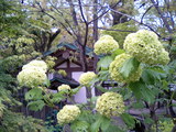 鶴岡八幡宮の紫陽花