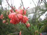 Kew Garden 温室内で見つけた赤い花