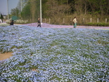 青の庭