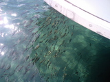 支笏湖の魚群